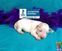 maltese puppy posted by little paws kennel